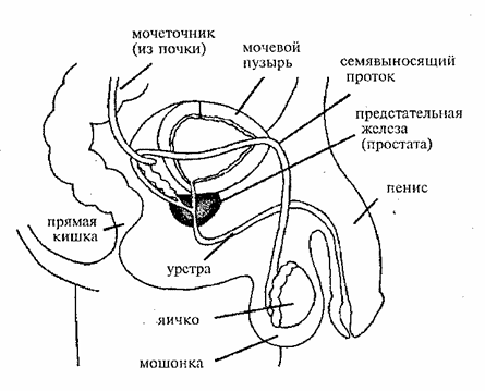 Мужская половая система